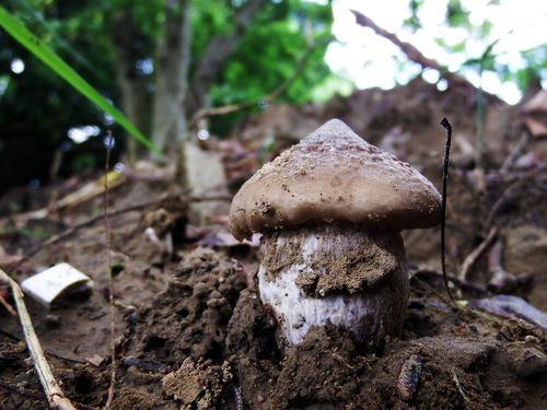 Termitomyces robustus
