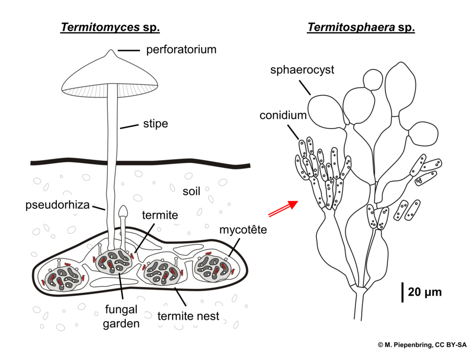 Termitomyces sp. — photo