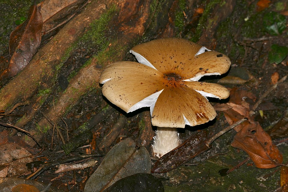 Termitomyces sp.
