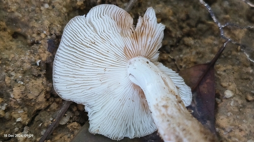 Termitomyces striatus var. aurantiacus — photo