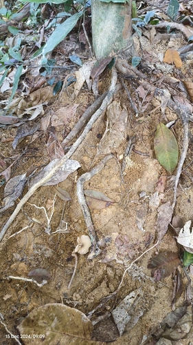Termitomyces striatus var. aurantiacus — photo