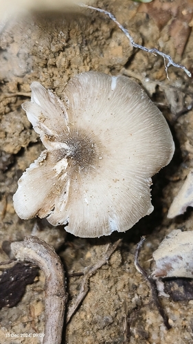 Termitomyces striatus var. aurantiacus