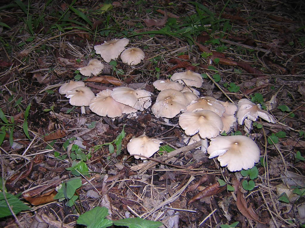 Termitomyces tylerianus