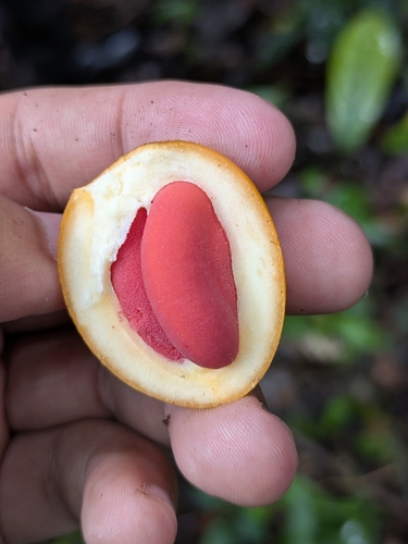Ternstroemia cherryi (Cherry beech) — photo