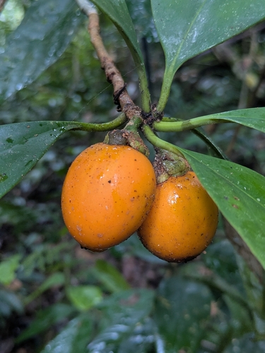 Ternstroemia cherryi
