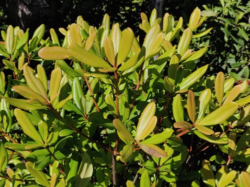 Ternstroemia gymnanthera (Japanese cleyera) — photo