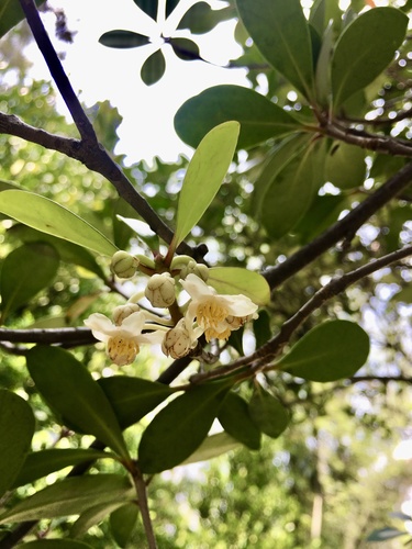 Ternstroemia gymnanthera (Japanese cleyera) — photo