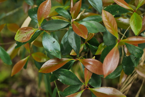 Ternstroemia gymnanthera