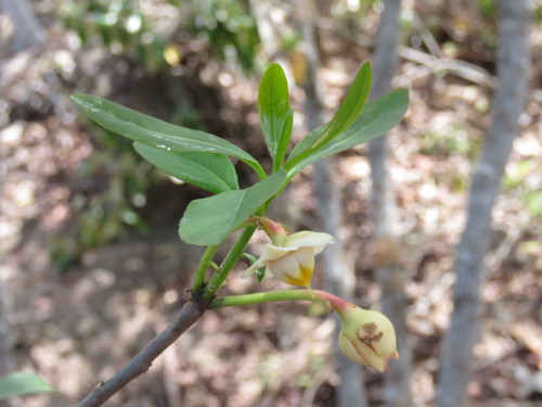 Ternstroemia lineata (Tila) — photo