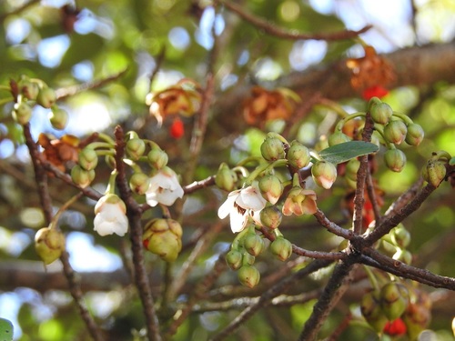 Ternstroemia lineata