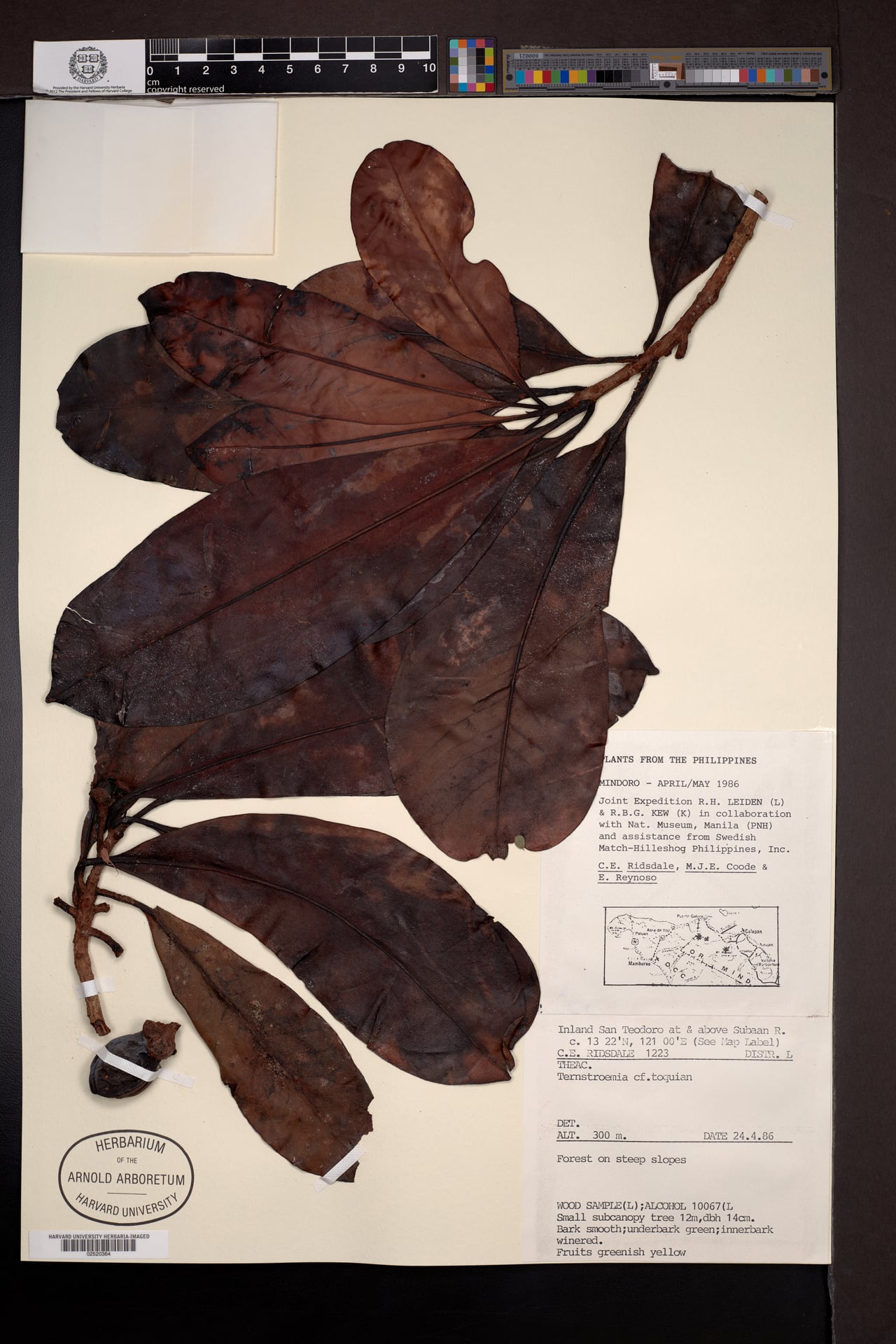 Ternstroemia toquian (Kowara) — photo
