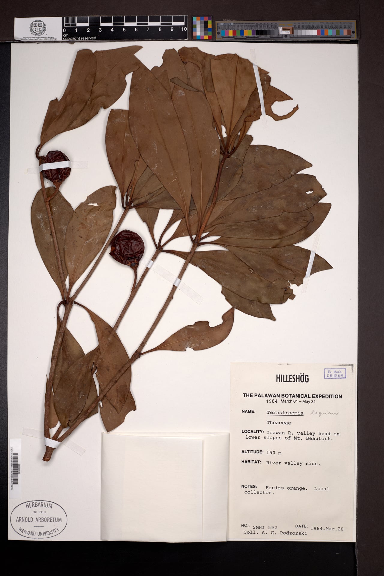 Ternstroemia toquian (Kowara) — photo