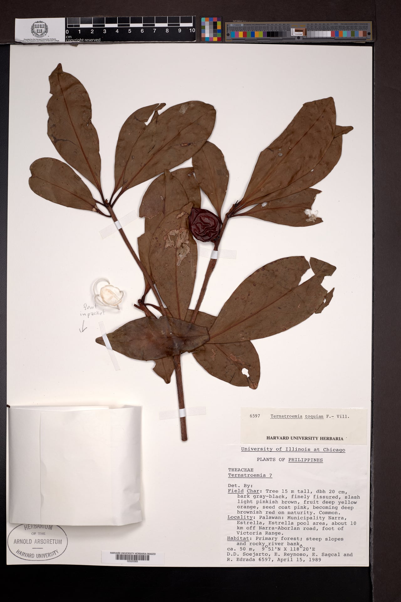 Ternstroemia toquian