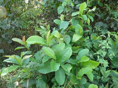 Tetracera alnifolia — photo