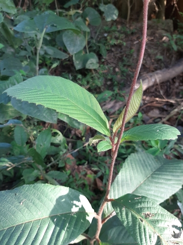 Tetracera portobellensis — photo