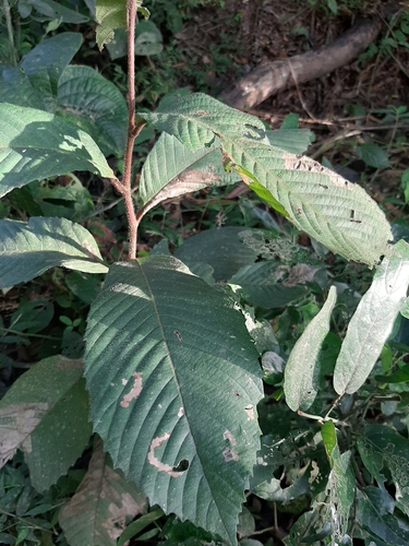 Tetracera portobellensis — photo