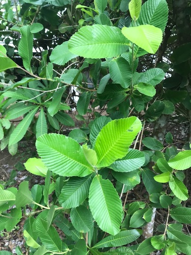 Tetracera portobellensis