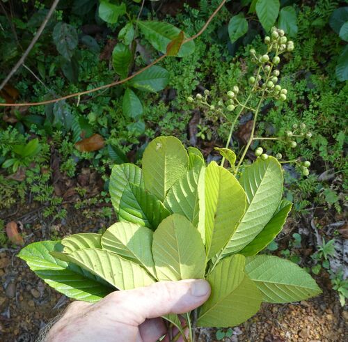 Tetracera potatoria — photo