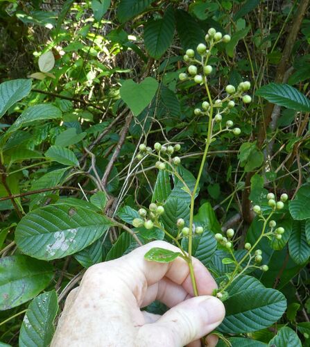 Tetracera potatoria — photo