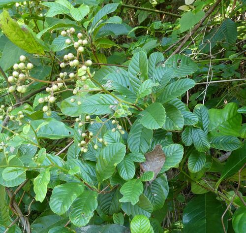 Tetracera potatoria
