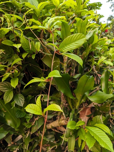 Tetracera scandens (Climbing tetracera) — photo