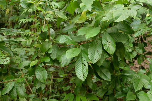 Tetracera scandens (Climbing tetracera) — photo