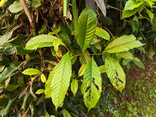 Tetracera scandens