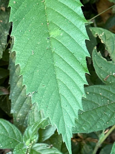Tetracera volubilis — photo