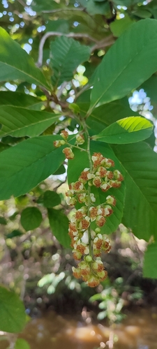 Tetracera volubilis