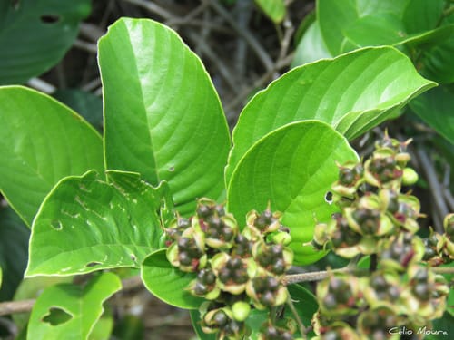 Tetracera willdenowiana (Watervine) — photo
