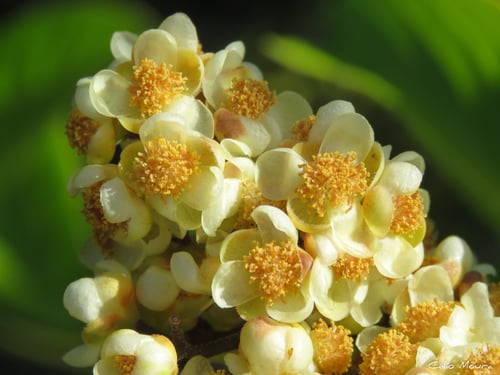 Tetracera willdenowiana