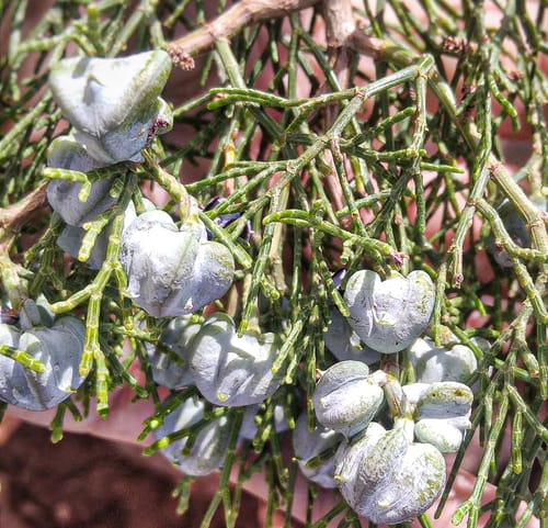Tetraclinis articulata (Arartree) — photo