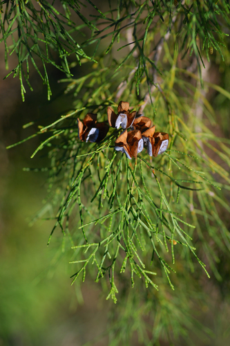 Tetraclinis articulata