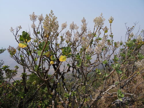 Tetradenia riparia — photo