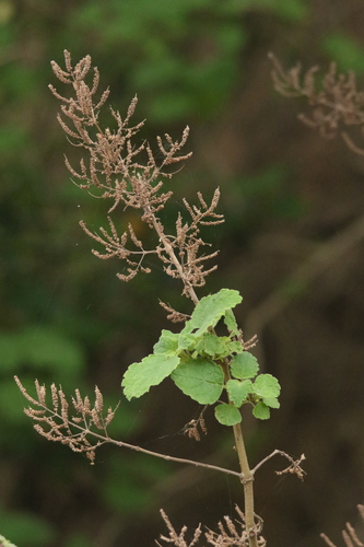 Tetradenia riparia — photo