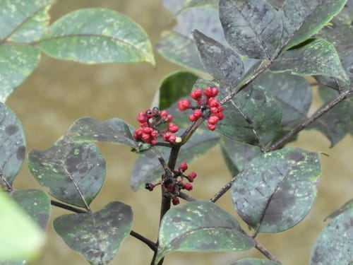 Tetradium austrosinense — photo