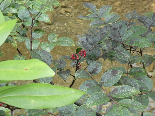 Tetradium austrosinense