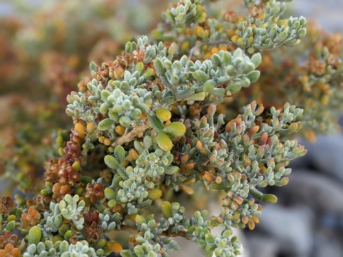 Tetraena alba — photo