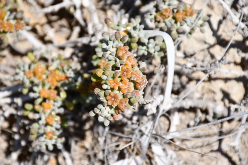 Tetraena alba