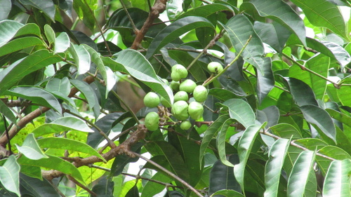 Tetragastris panamensis (Panama tetragastris) — photo