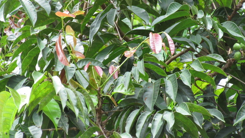 Tetragastris panamensis (Panama tetragastris) — photo