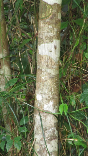 Tetragastris panamensis