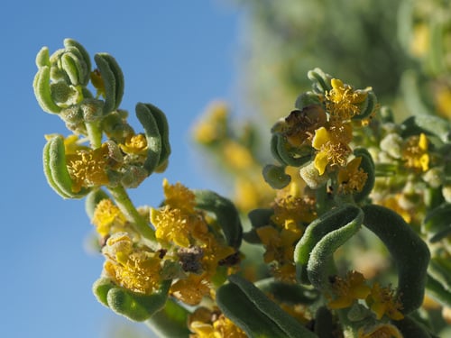 Tetragonia decumbens (South African sea spinach) — photo