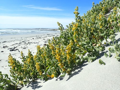 Tetragonia decumbens (South African sea spinach) — photo
