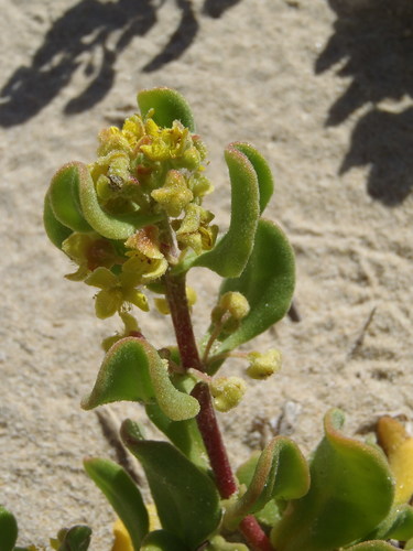 Tetragonia decumbens