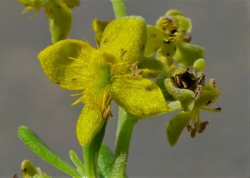 Tetragonia fruticosa