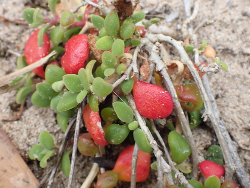 Tetragonia implexicoma (Bower spinach) — photo