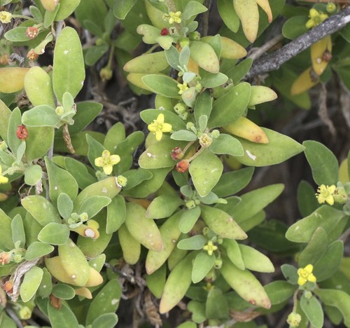 Tetragonia implexicoma (Bower spinach) — photo