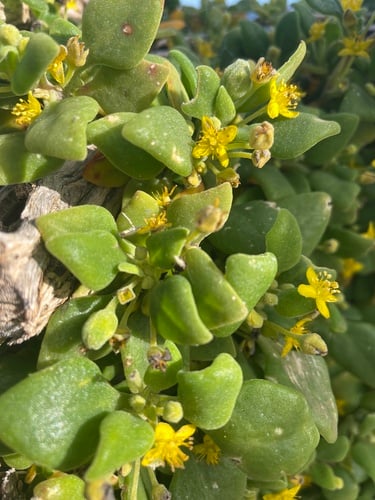 Tetragonia implexicoma