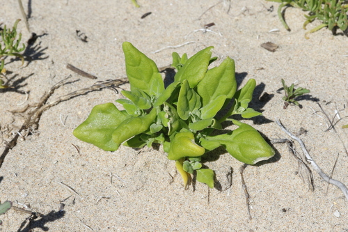 Tetragonia tetragonoides (New Zealand Spinach) — photo